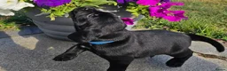 Springador dogs for sale: Beautifl Springador puppies in Totnes - Advert 6