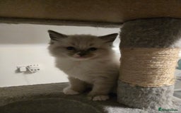 Ragdoll cats for sale: Beautiful friendly ragdol kittens  - Image 6