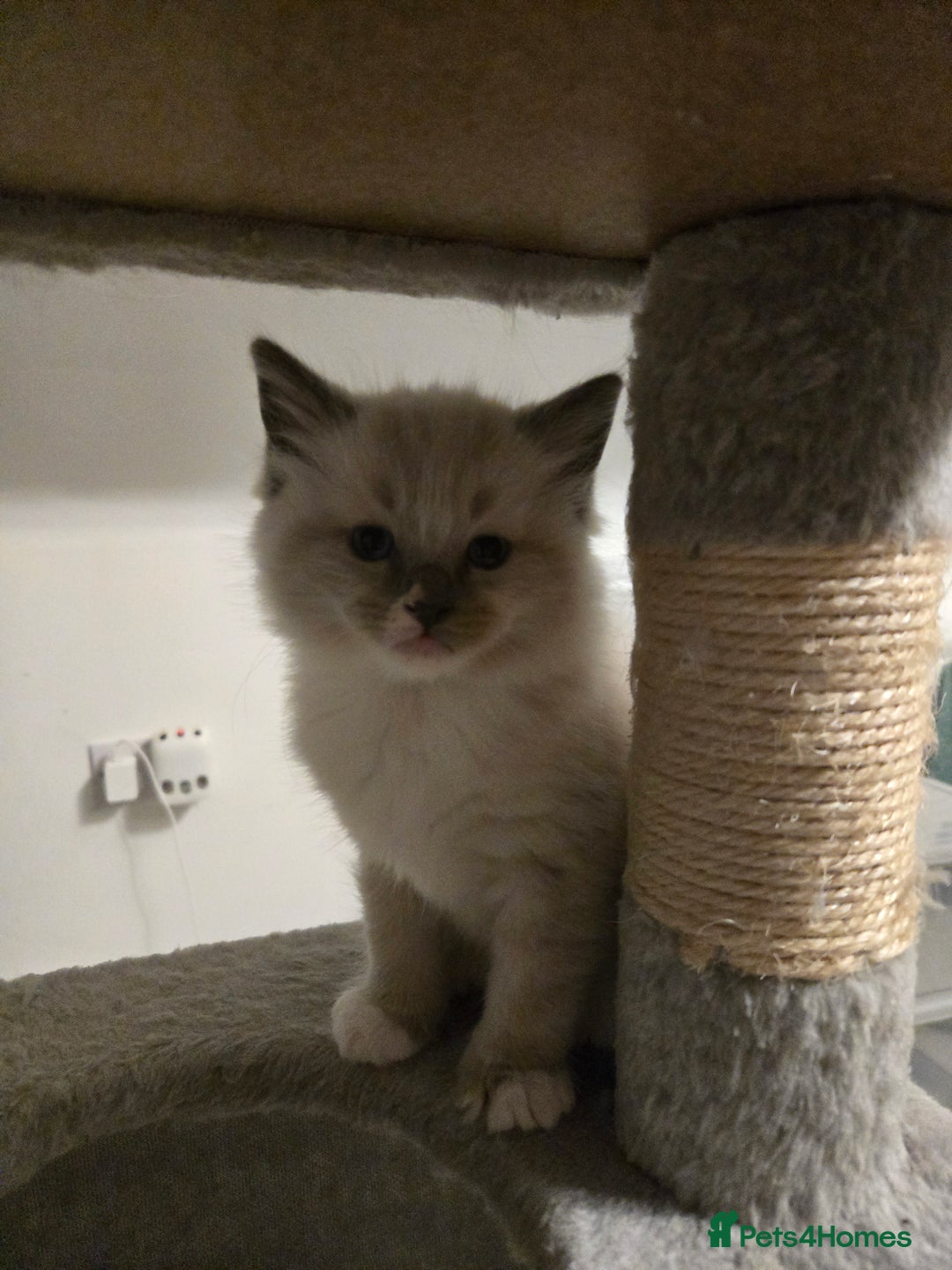 Ragdoll cats for sale: Beautiful friendly ragdol kittens  - Image 6