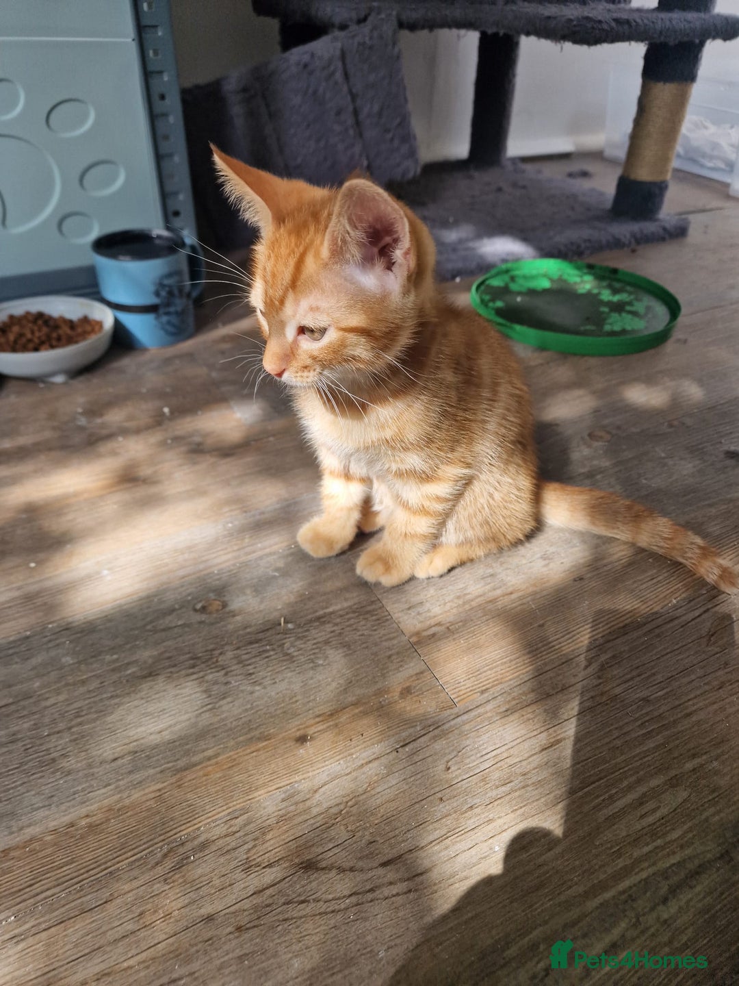 Mixed Breed cats for sale: 2 Ginger Boys, 1 Tabby Girl. Donate to charity - Image 37