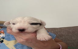 Sealyham Terrier dogs for sale: Stunning Sealyham Terriers  - Image 12