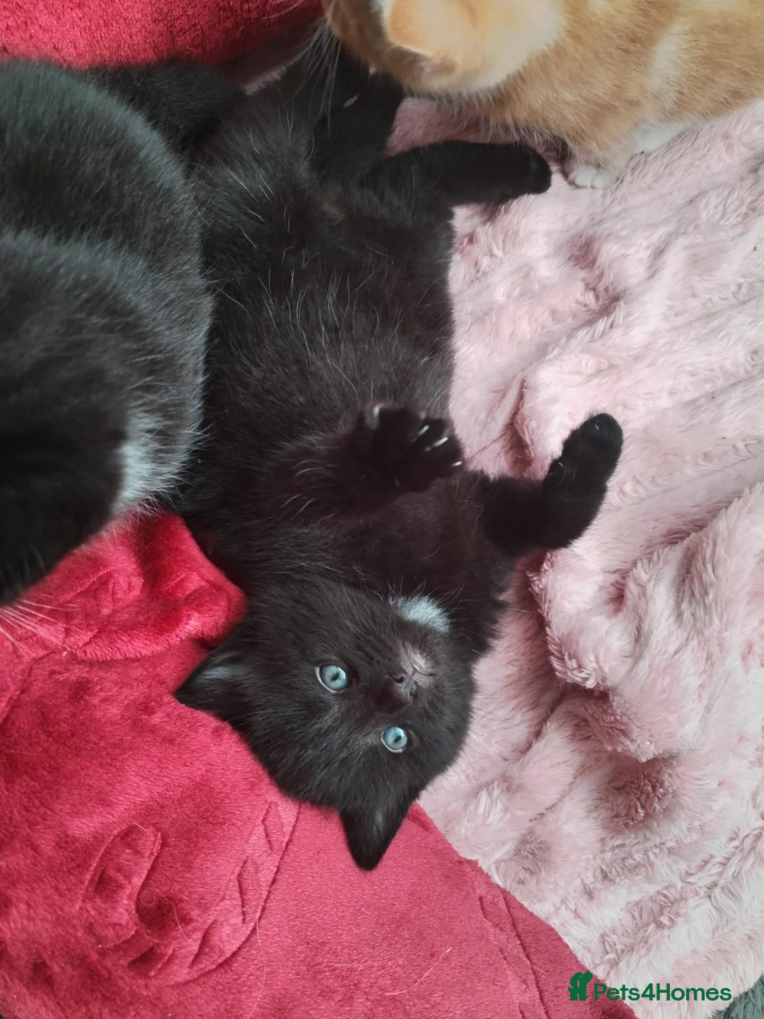 Mixed Breed cats for sale: 2 male kittens - Advert 8