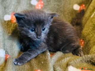 Maine Coon cats Halloween babies 🎃🐈⬛ - Advert 5