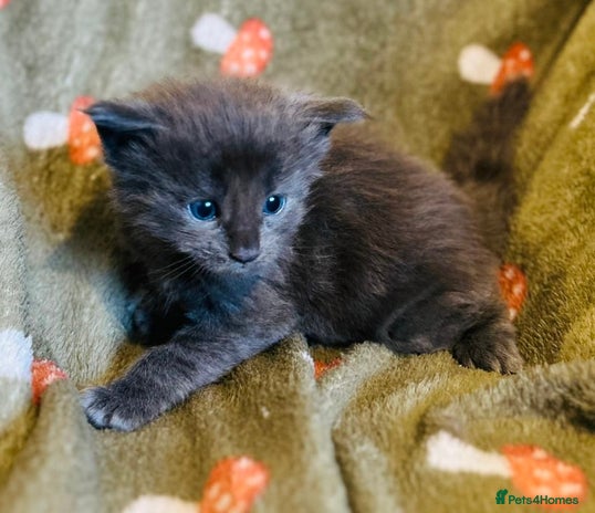 Maine Coon cats Halloween babies 🎃🐈⬛ - Advert 13