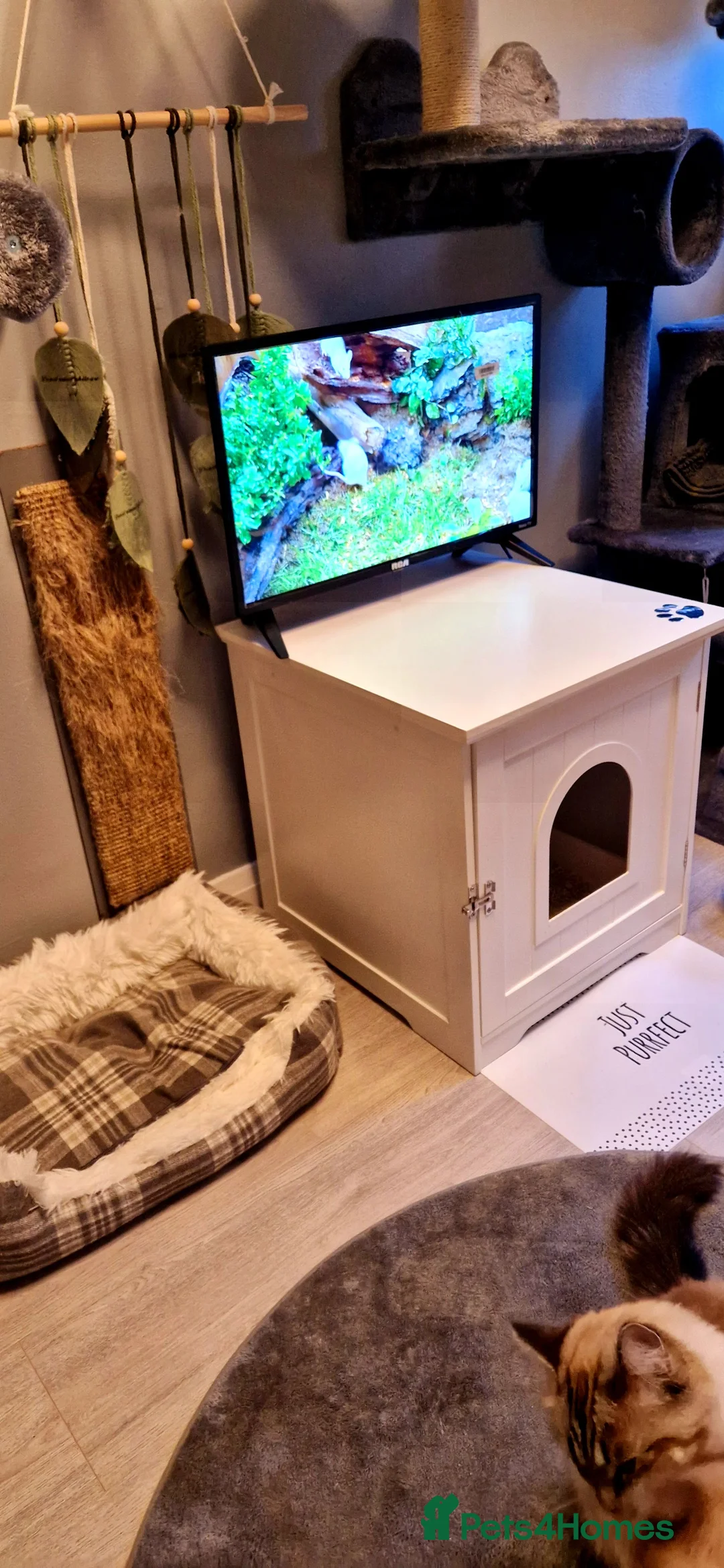 Ragdoll cats for stud: *stud*Gccf & tica entire active bluepoint ragdoll in Oldham - Advert 11