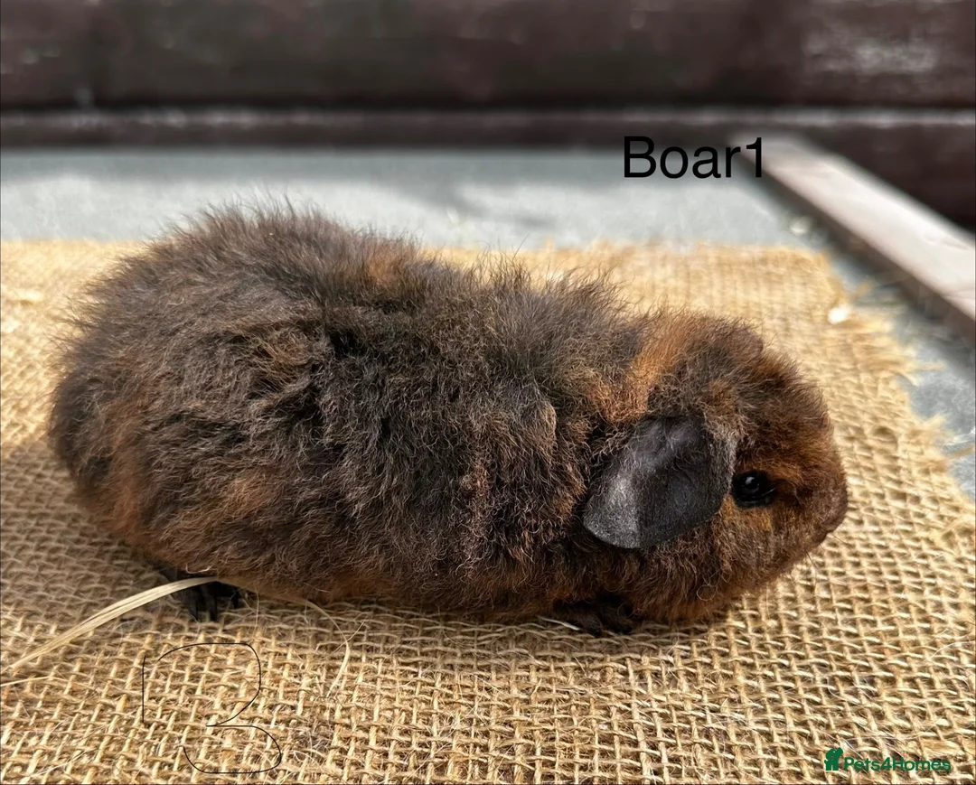 Guinea Pig rodents for sale: Guinea pigs - Advert 2
