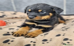 Rottweiler dogs for sale: Stunning Rottweiler puppys - Image 5