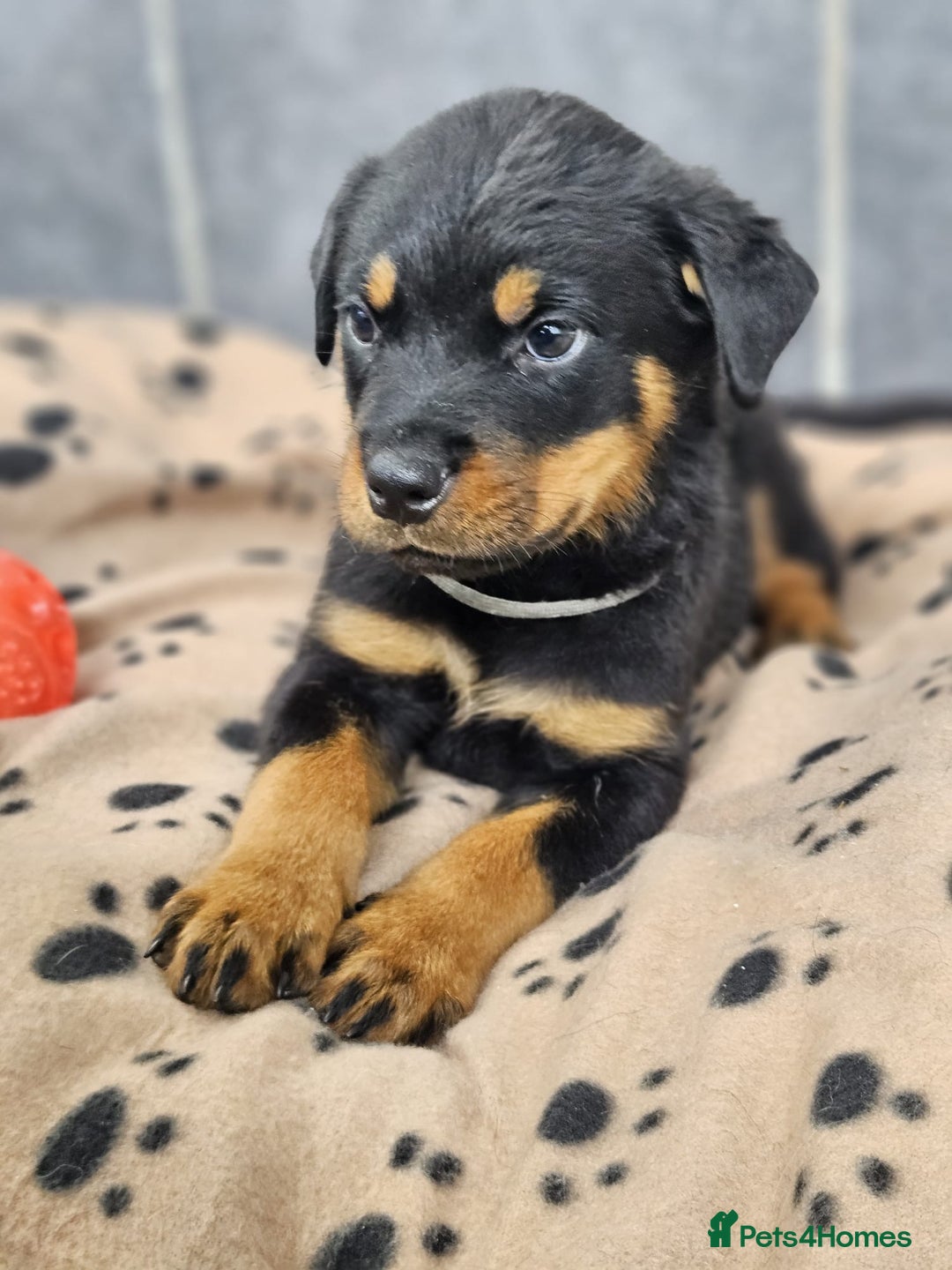 Rottweiler dogs for sale: Stunning Rottweiler puppys - Image 5