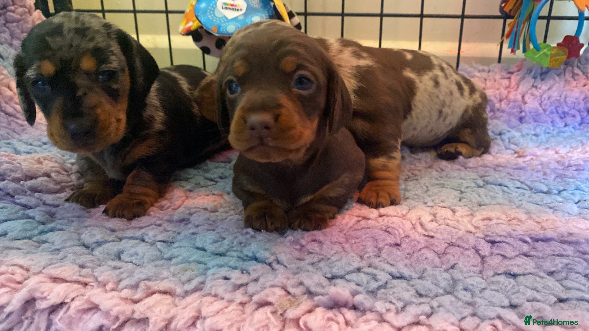 Miniature Dachshund dogs ROYAL KENNEL CLUB REGISTERED  - Advert 1
