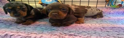 Miniature Dachshund dogs for sale: 🐶 READY TODAY 🐶 £1,800 - Advert 7