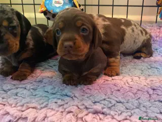 Miniature Dachshund dogs ROYAL KENNEL CLUB REGISTERED - Advert 1