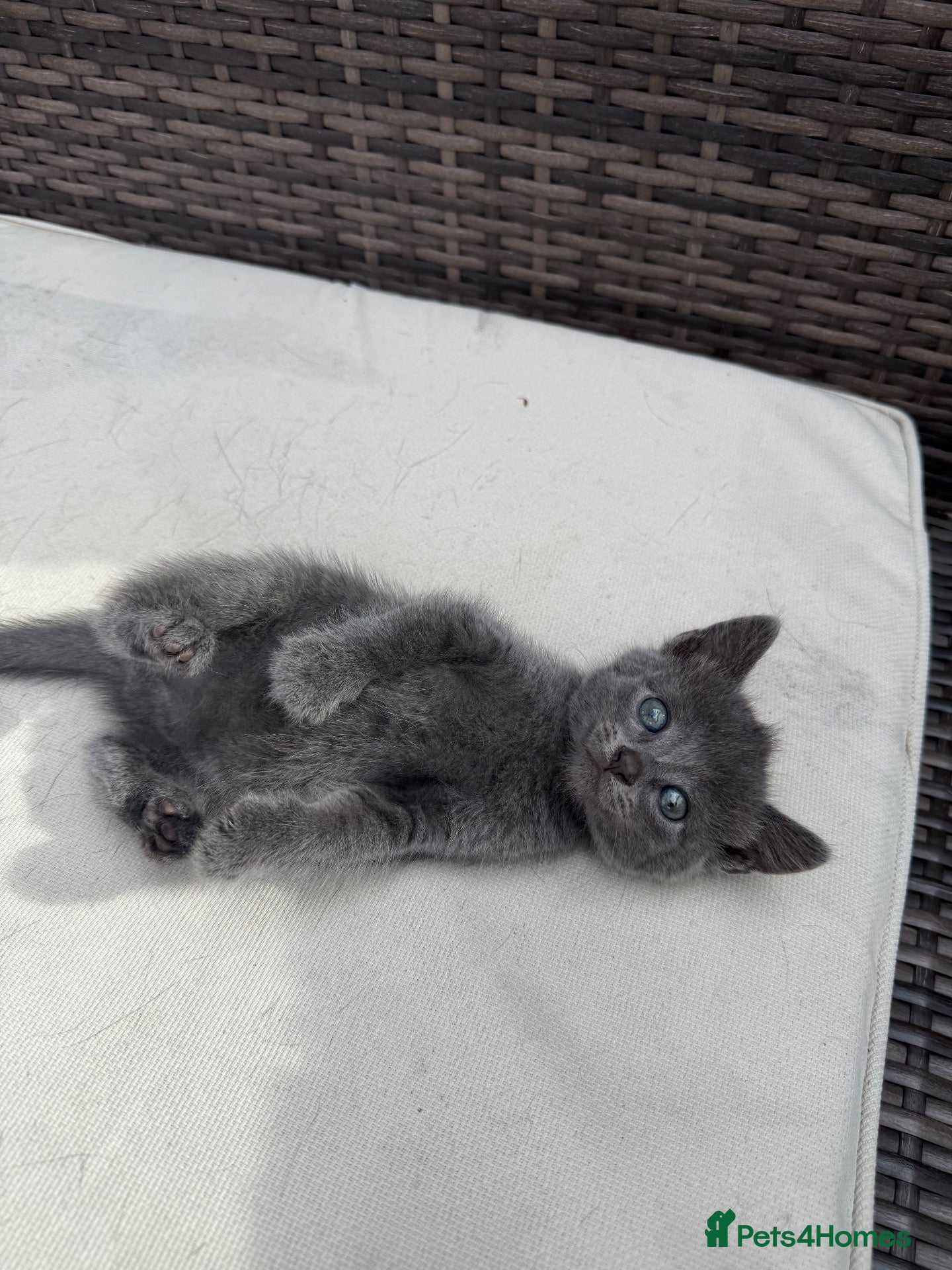 British Shorthair cats Cuddly grey kittens  - Advert 2
