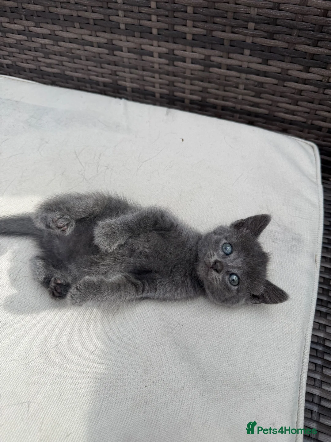British Shorthair cats for sale: Cuddly grey kittens  - Advert 2