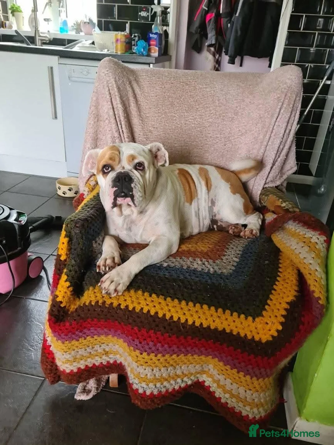 Mixed Breed dogs for sale: Olde tyme bulldog X boxer in Tredegar - Advert 1