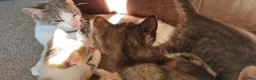 Mixed Breed cats for sale: Very pretty kittens looking for their loving home - Advert 12