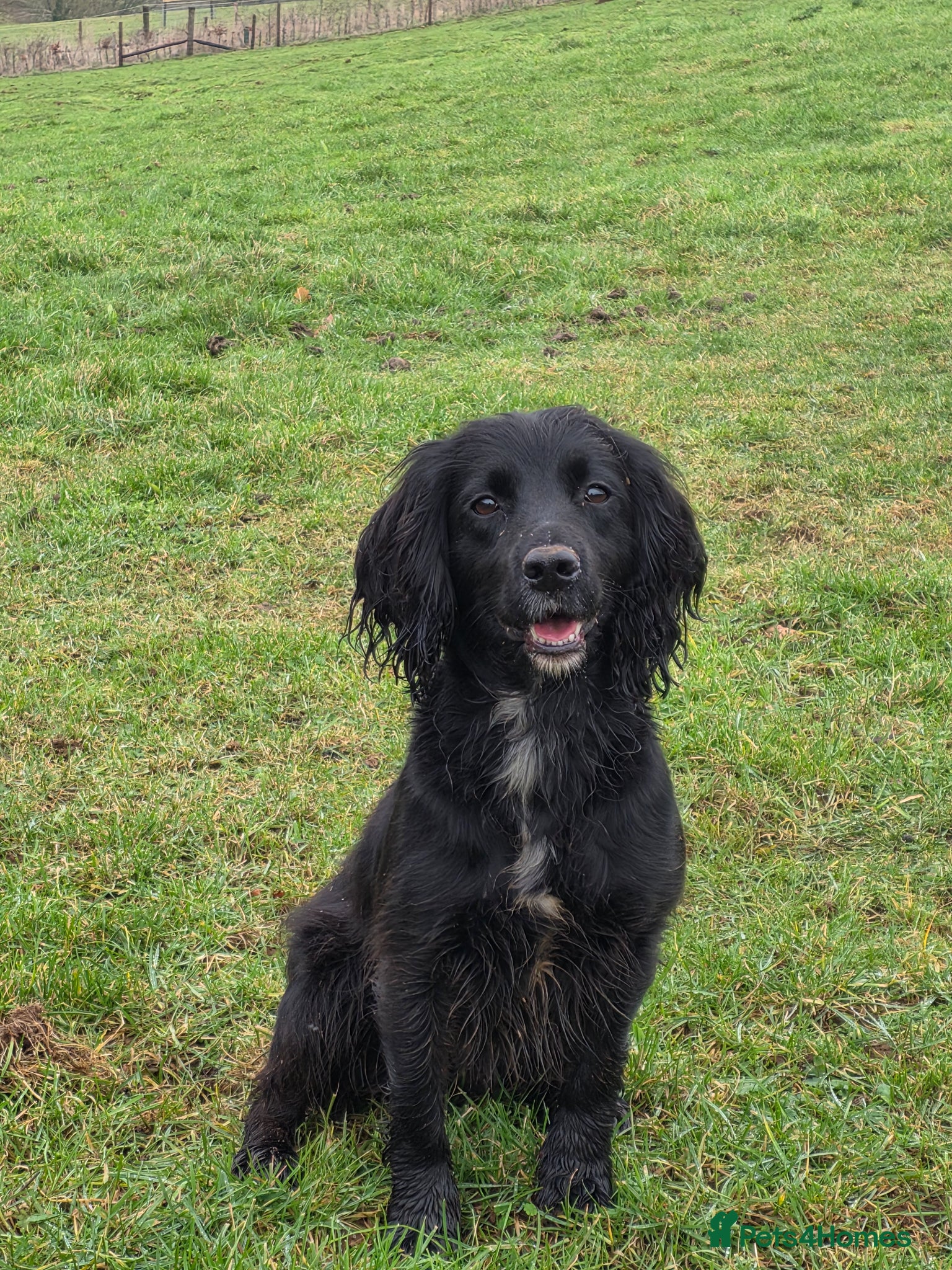 Cocker Spaniel dogs Meet lady's beautiful cocker spaniel puppies - Advert 2