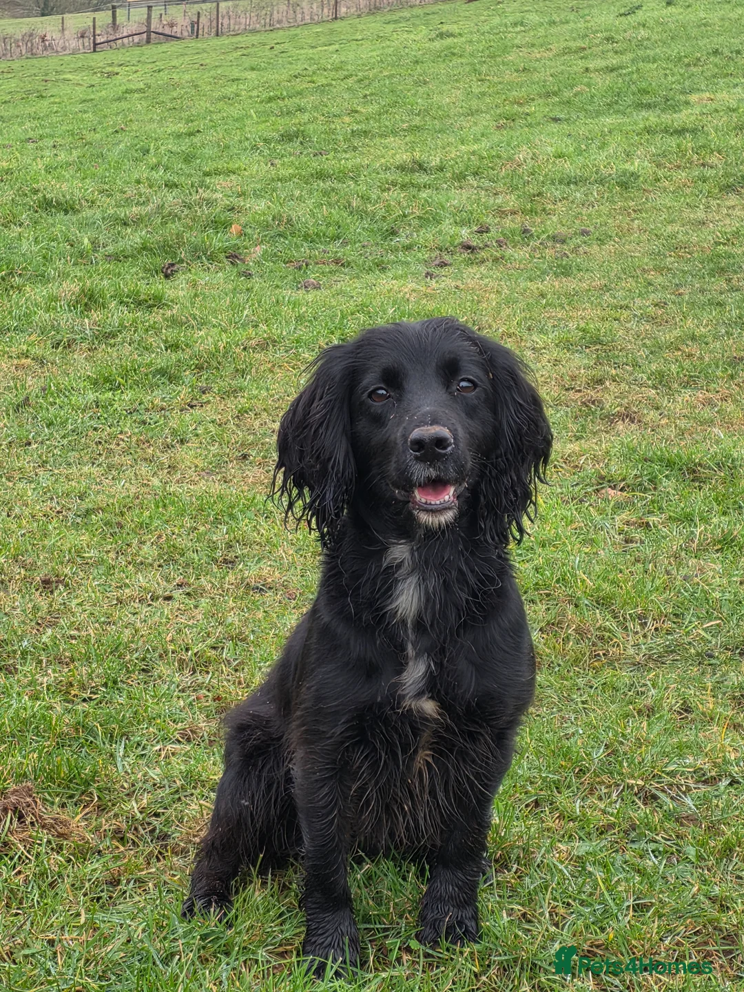 Cocker Spaniel dogs for sale: Meet lady's beautiful cocker spaniel puppies in Nottingham - Advert 1
