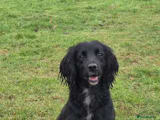 Cocker Spaniel dogs Meet lady's beautiful cocker spaniel puppies - Advert 2