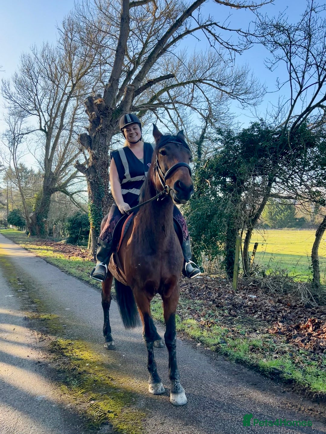 American Standardbred horses for sale: Bonnie ❤️🐴 - Image 3