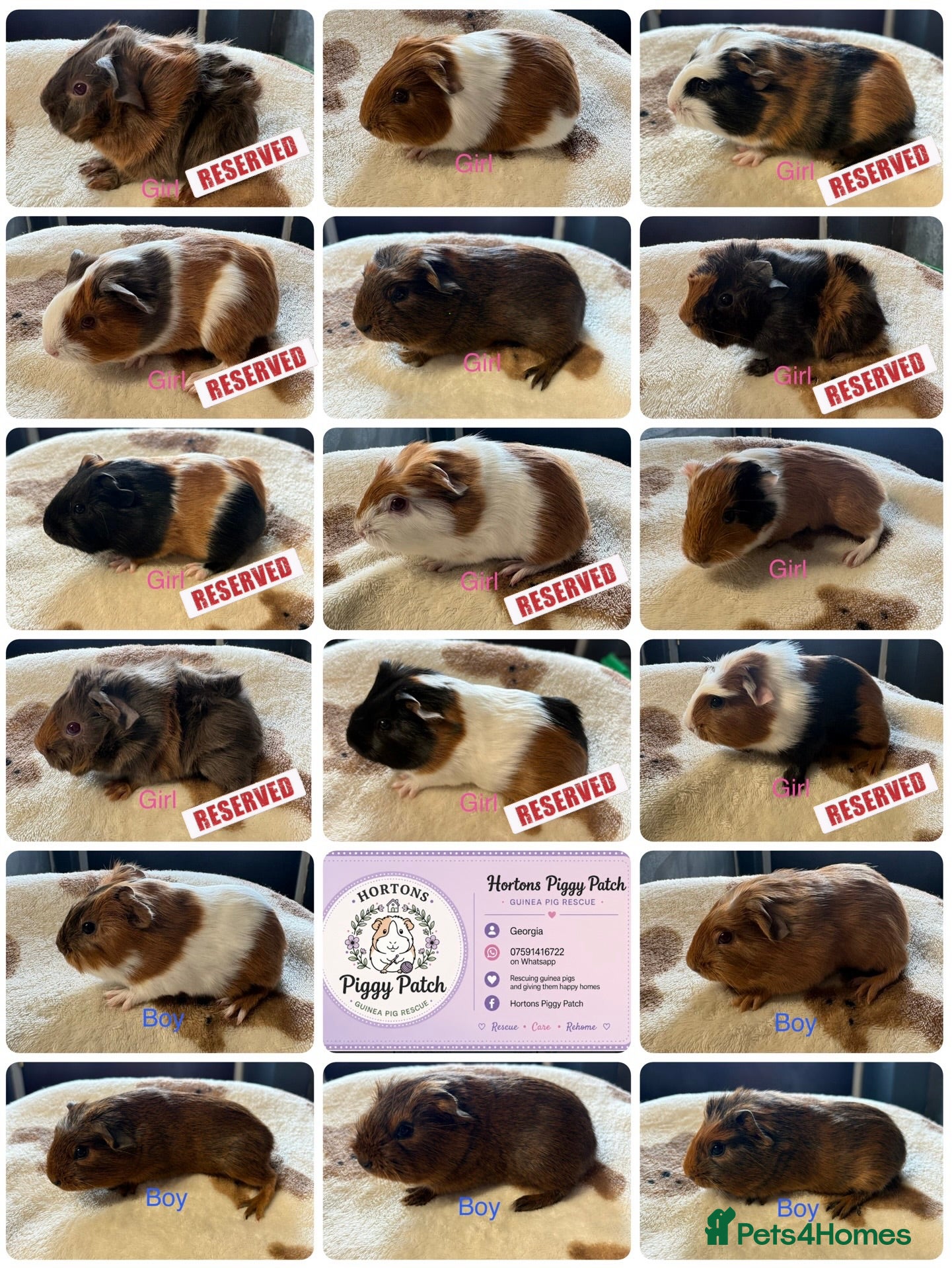 Guinea Pig rodents Baby Guinea Pigs looking for amazing forever homes - Advert 13