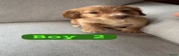 Cocker Spaniel dogs for sale: Cocker spaniels  in Nantwich - Advert 10