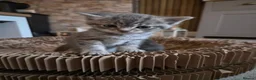 Mixed Breed cats for sale: 3 Kittens - Advert 4
