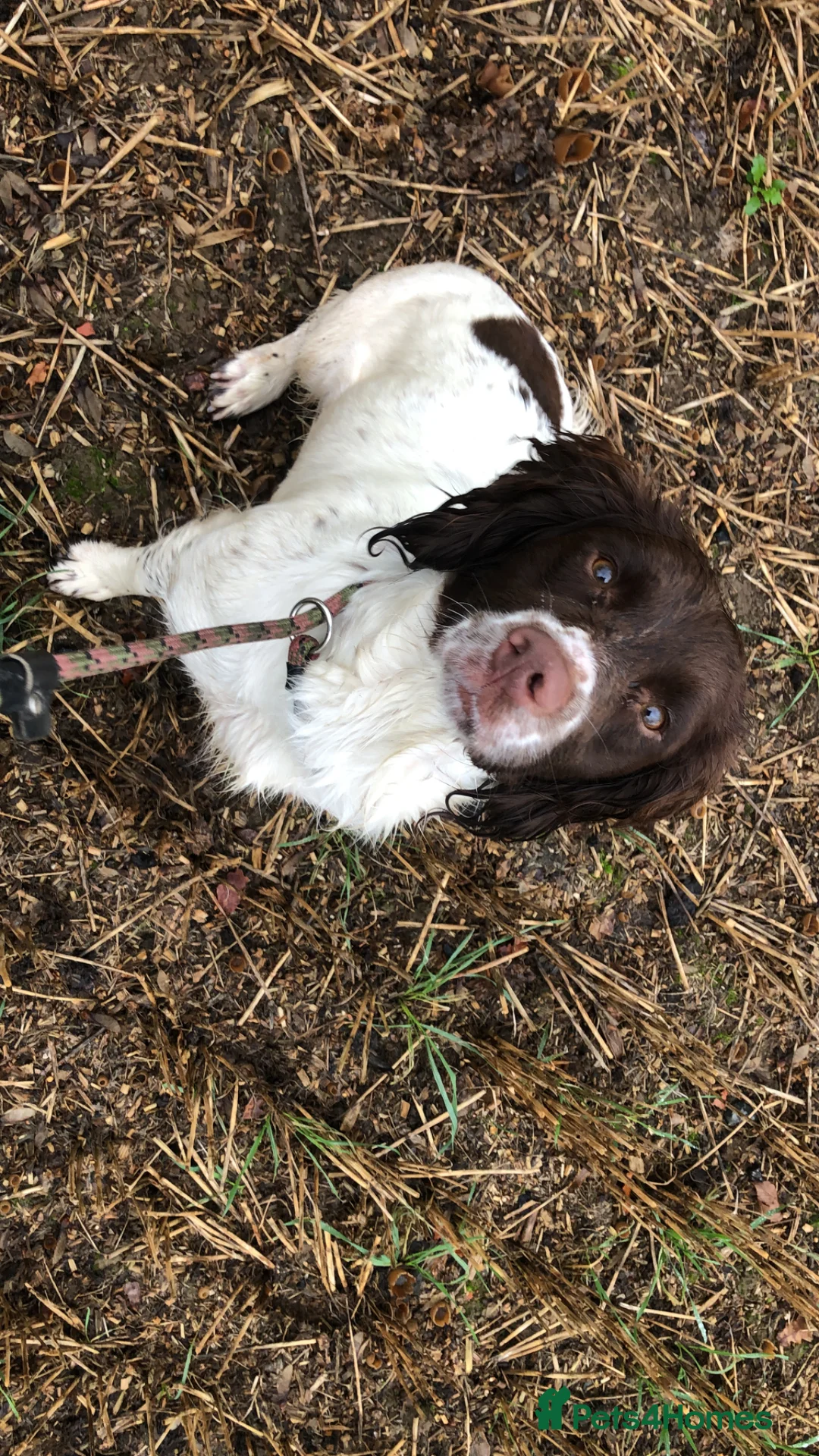 English Springer Spaniel dogs for sale: English springer spaniel  in Shrewsbury - Advert 2