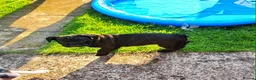 Mixed Breed dogs for sale: English bulldog cross french bulldog puppies - Advert 4