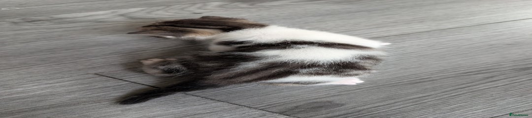 Siberian Kitten 3