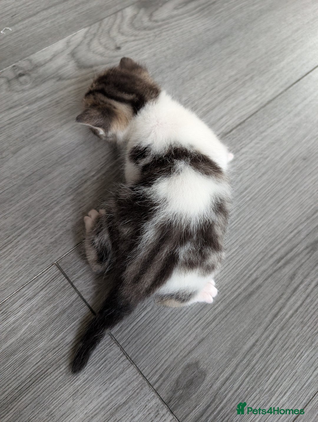 Siberian cats for sale: Georgeous Siberian (mix) kittens - Image 13