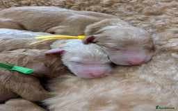 Goldendoodle dogs for sale: Gorgeous Goldendoodles  - Image 10