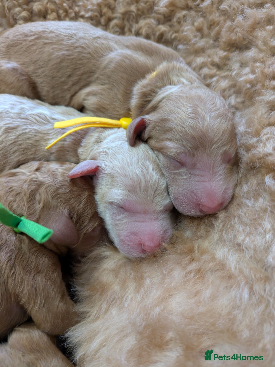 Goldendoodle dogs for sale: Gorgeous Goldendoodles  - Image 10