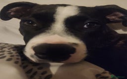 Mixed Breed dogs for sale: For sale  - Image 7