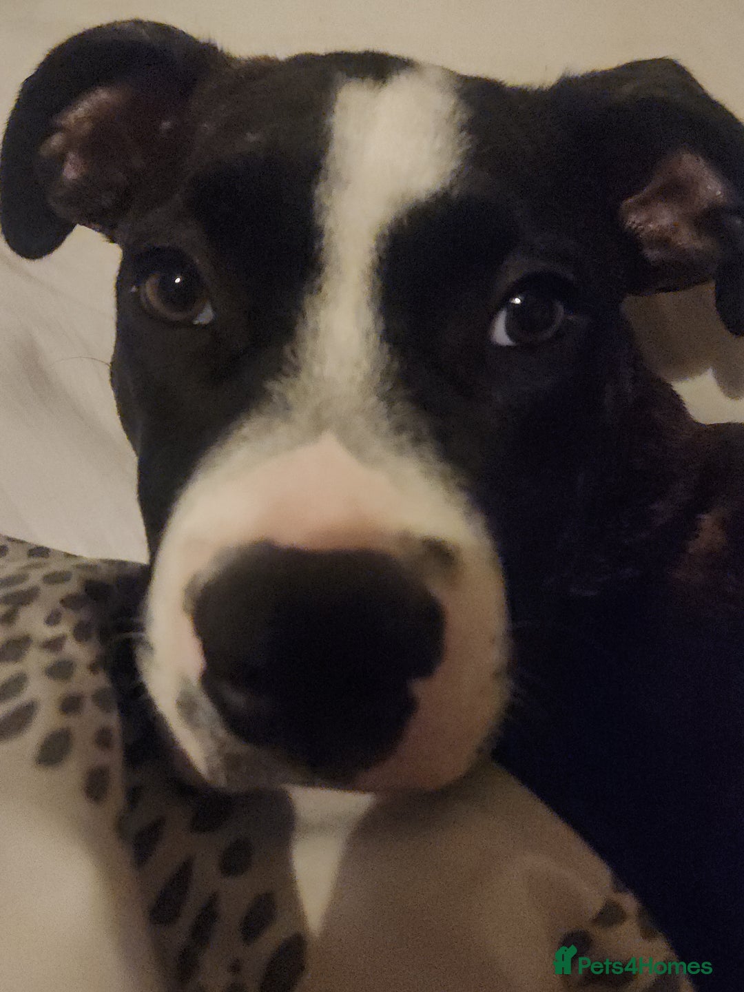 Mixed Breed dogs for sale: For sale  - Image 7