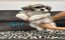 Shih Tzu dogs for sale: 🩷 Beautiful Shitzu Puppies 🩷 - Image 12