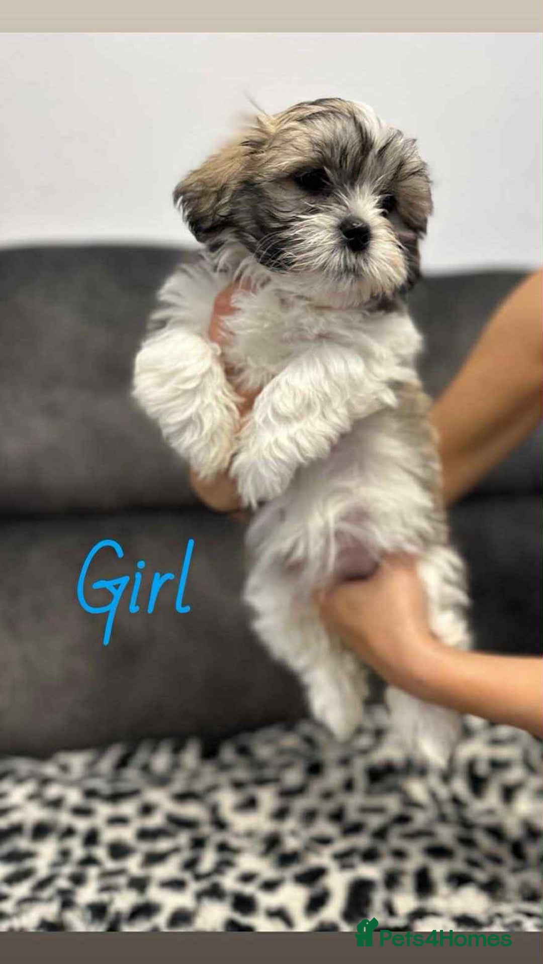 Shih Tzu dogs for sale: 🩷 Beautiful Shitzu Puppies 🩷 - Image 12