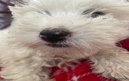 Poochon dogs for sale: Toy Bichon poodle - Image 9