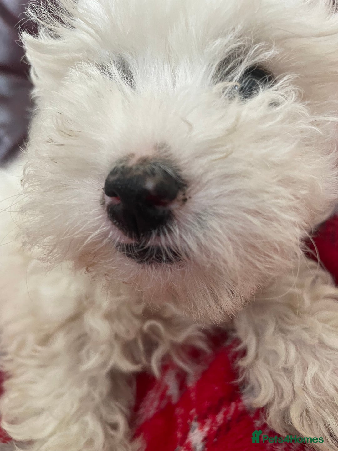 Poochon dogs for sale: Toy Bichon poodle - Image 9