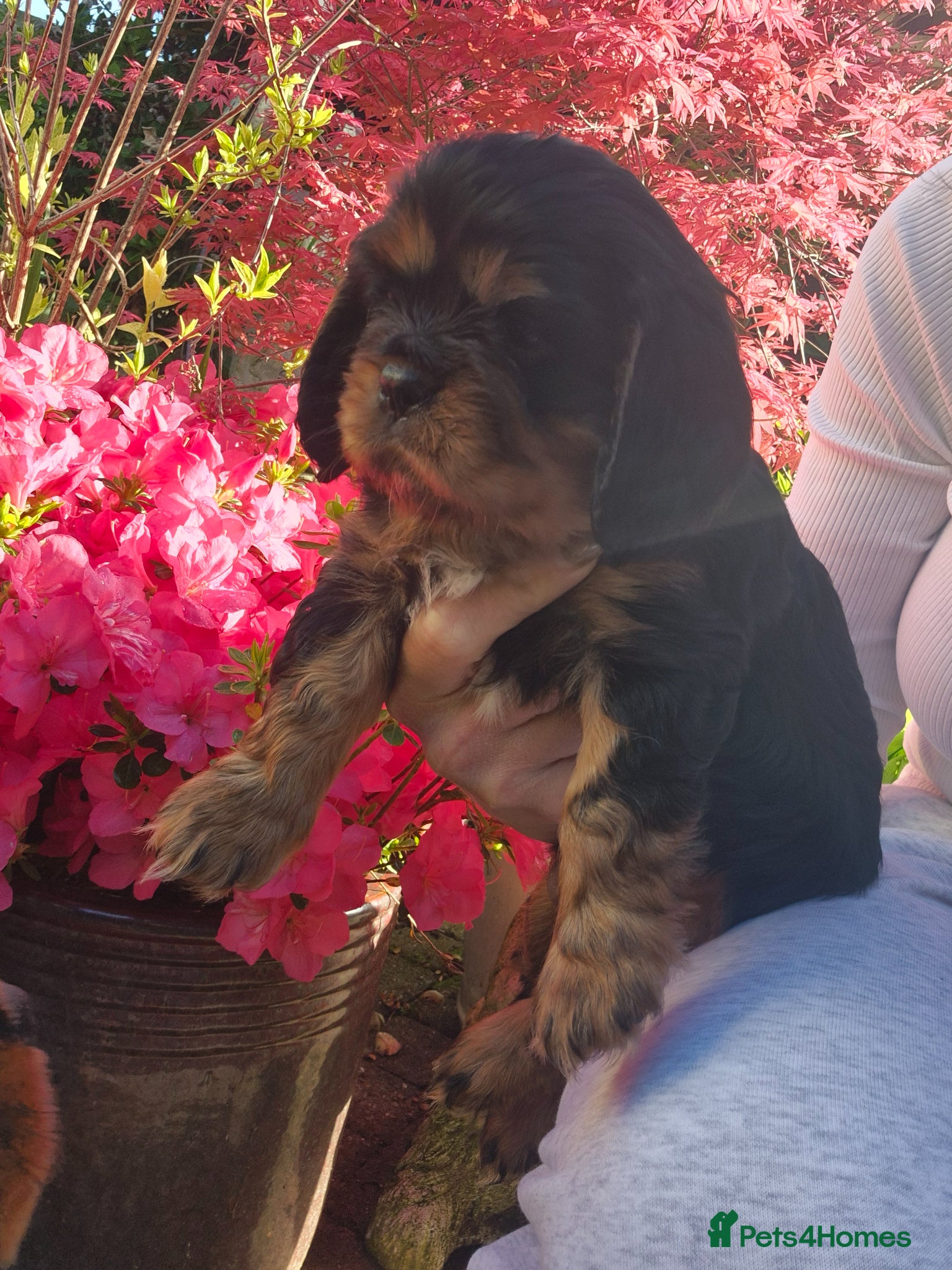 Cavalier King Charles Spaniel dogs Kc registered stunning puppies  - Advert 1