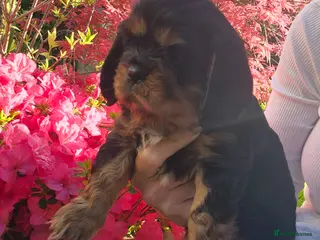 Cavalier King Charles Spaniel dogs Kc registered stunning puppies - Advert 1