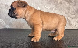 French Bulldog dogs for sale: Champion Sired Fawn / red fawn French bulldogs - Advert 7