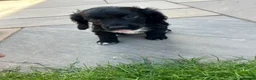 Cocker Spaniel dogs for sale: 2 cocker spaniel bitches for sale  in Aylesbury - Advert 5