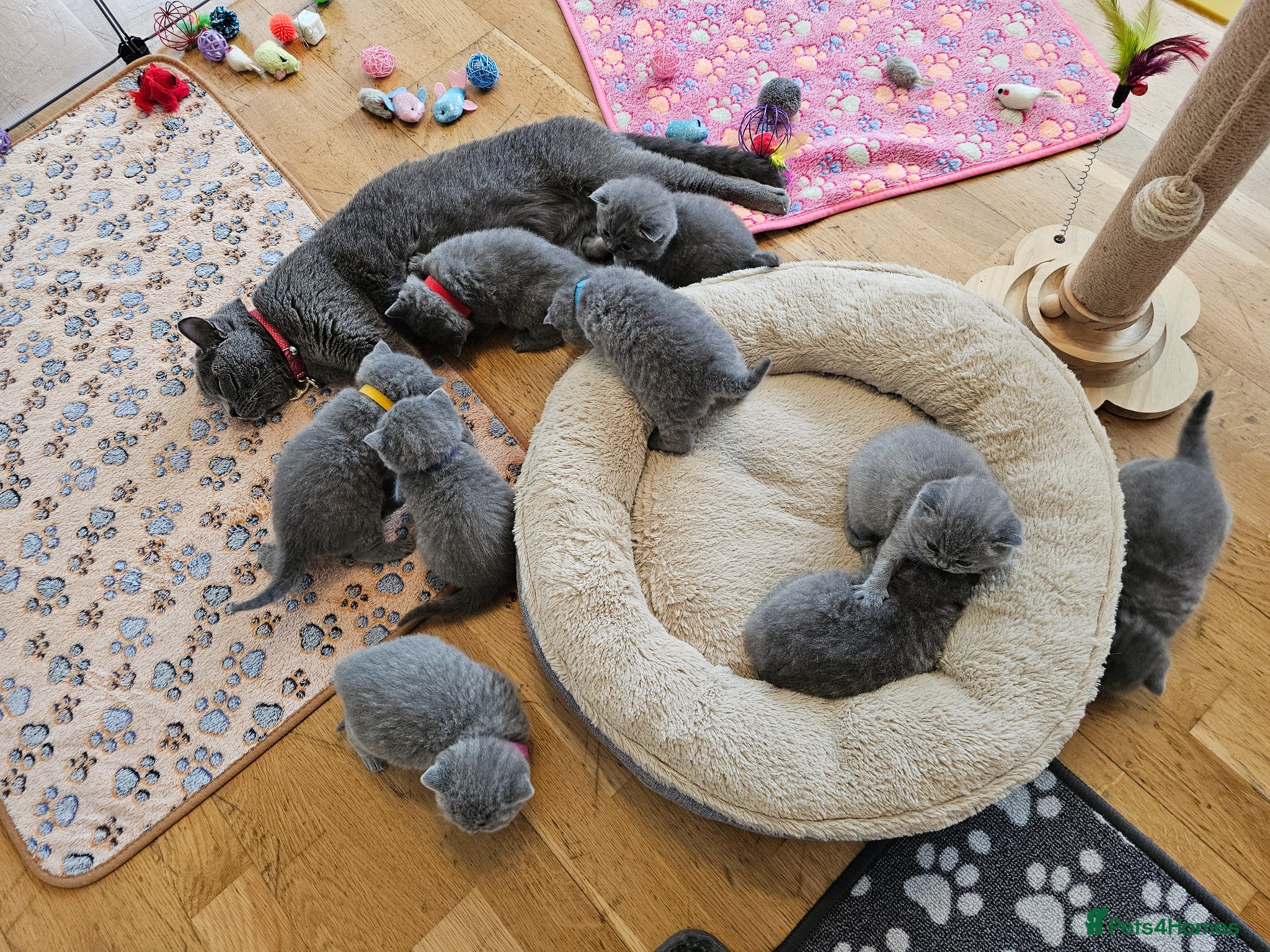 British Shorthair cats British Shorthair Blue & Lilac  - Advert 2