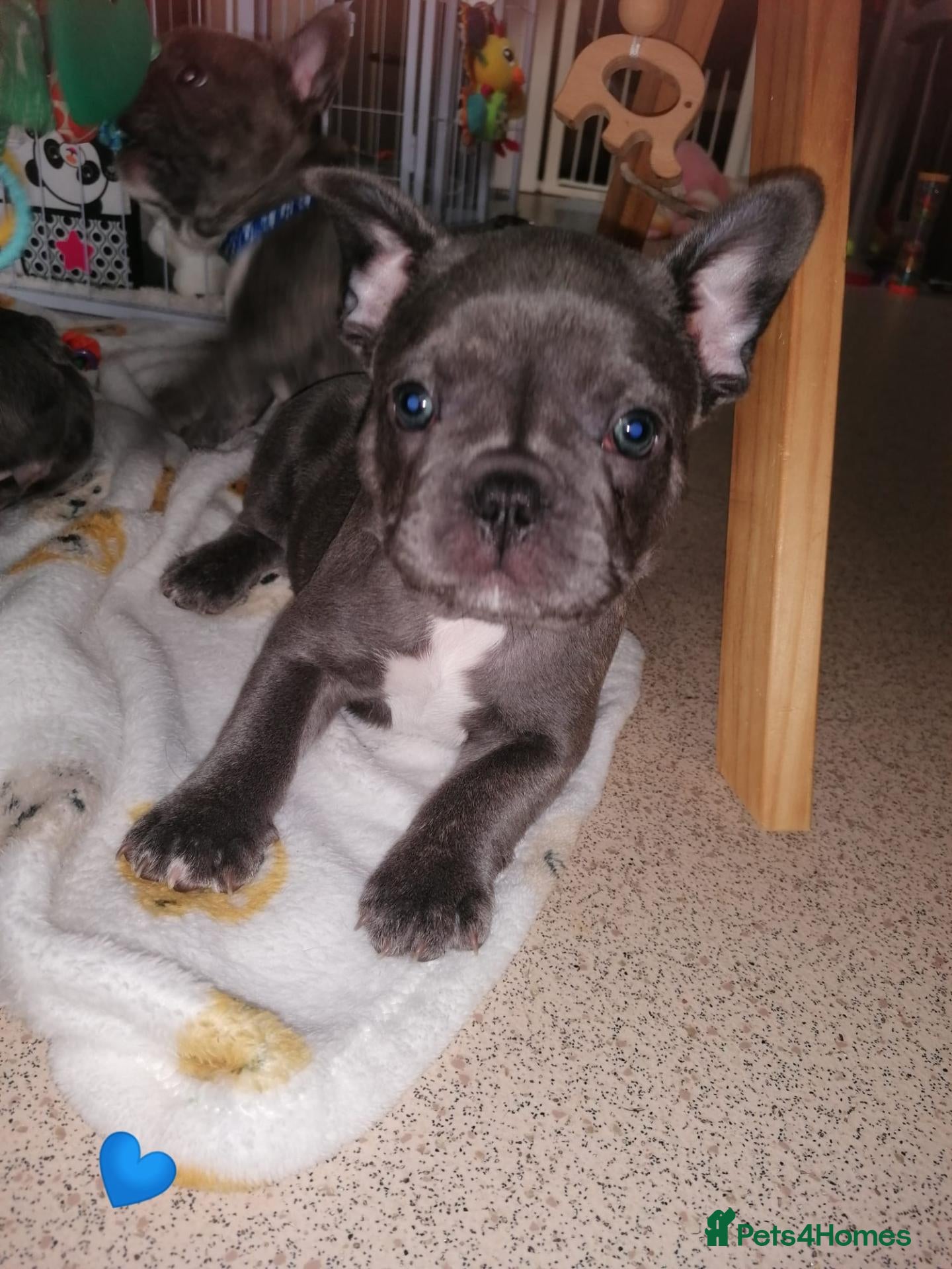 French Bulldog dogs French Bulldog puppies  - Advert 4