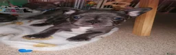 French Bulldog dogs for sale: French Bulldog puppies  - Advert 1