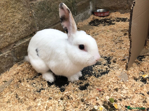 Mixed Breed rabbits Friendly Rabbit - Advert 18