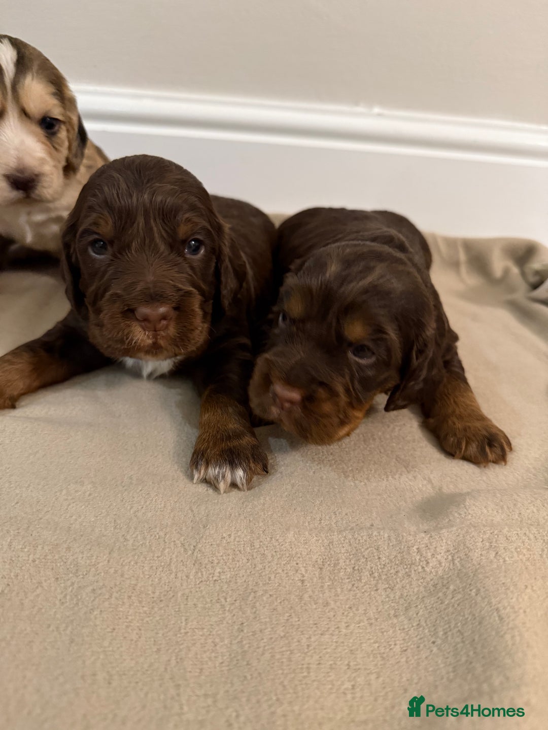 Cocker Spaniel dogs for sale: 2 girls left! Litter of 6 adorable kc reg puppies  - Advert 19