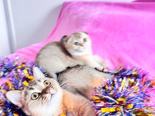 Scottish Fold cats High quality TICA pedigree kittens - Advert 6