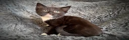 Mixed Breed cats for sale: 9 beautiful kittens looking for new homes  - Advert 32