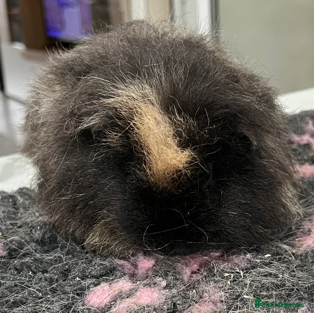 Guinea Pig rodents for sale: Sheltie (silky), coronet, Texel, Merino guinea pig - Advert 15